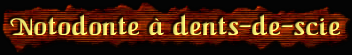 [Notodonte