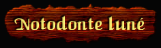 [Notodonte
