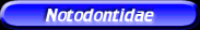 [Notodontidae]