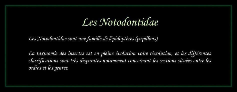 [Notodontidae]