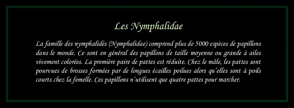 [Nymphalidae]