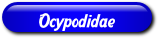 [Ocypodidae]