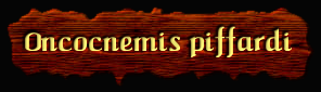 [Oncocnemis piffardi]
