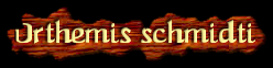 [Orthemis schmidti]