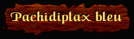 [Pachydiplax bleu]