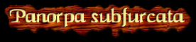 [Panorpa subfurcata]