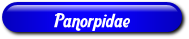 [Panorpidae]