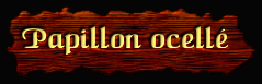 [Papillon ocelle]