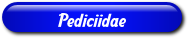 [Pediciidae]