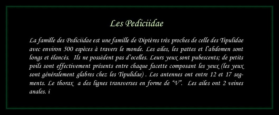 [Pediciidae]