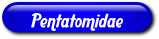 [Pentatomidae]