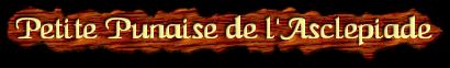 [Petite Punaise de l'Asclepiade]