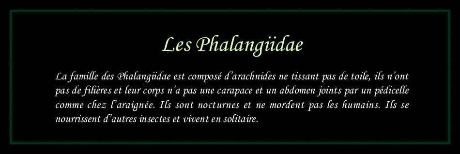 [Phalangiidae]