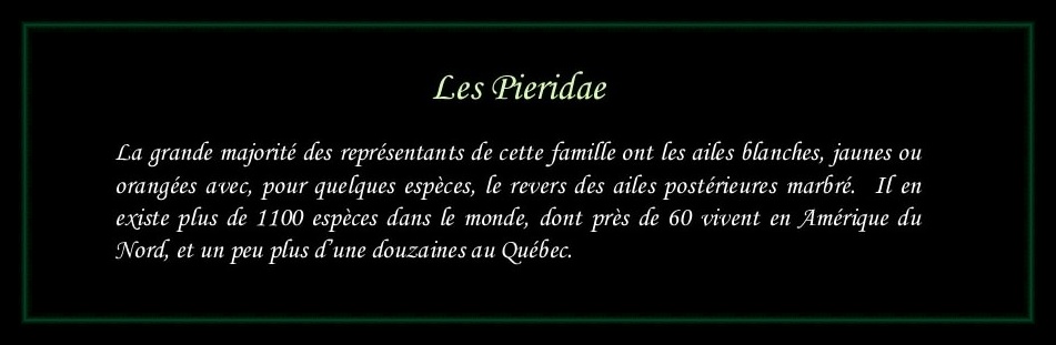 [Pieridae]