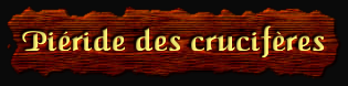 [Pieride des cruciferes]