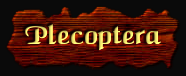 [Plecoptera]