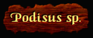 [Podisus sp]
