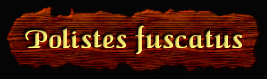 [Polistes fuscatus]