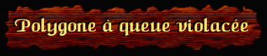 [Polygone a queue violacee]