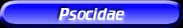 [Psocidae]