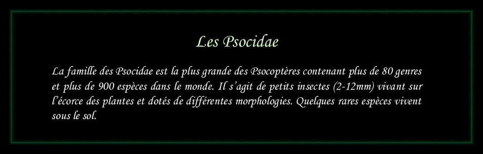 [Psocidae]