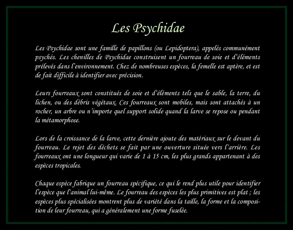 [Psychidae]