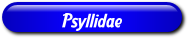 [Psyllidae]