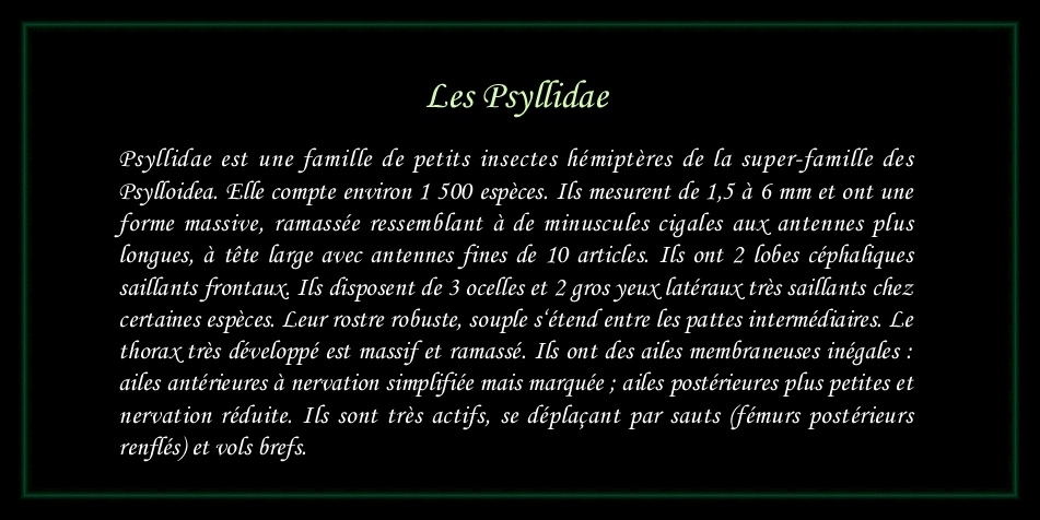 [Psyllidae]