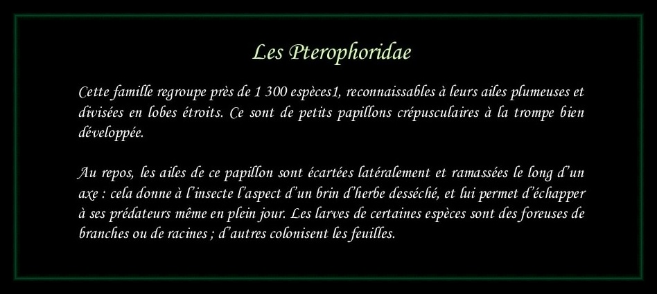 [Pterophoridae]