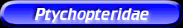 [Ptychopteridae]
