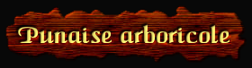 [Punaise arboricole]