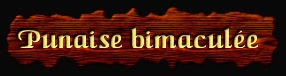 [Punaise bimaculee]