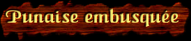 [Punaise embusquee]