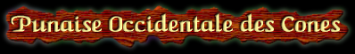 [Coreidae]