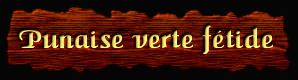 [Punaise verte fétide]