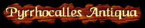 [Pyrrhocalles