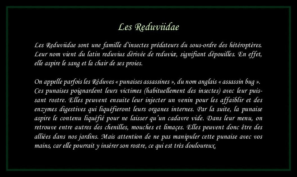 [Reduviidae]