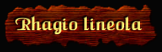[Rhagio lineola]