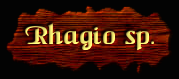 [Rhagio sp.]