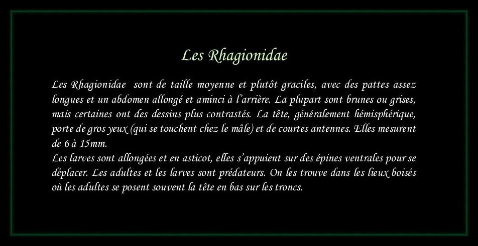 [Rhagionidae]