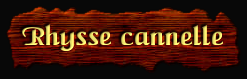 [Rhysse cannelle]