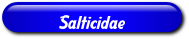 [Salticidae]