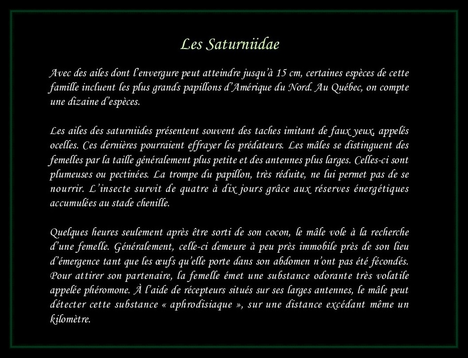 [Saturniidae]