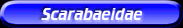 [Scarabaeidae]