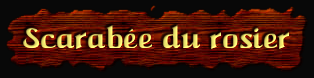 [Scarabee