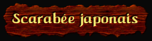 [Scarabee
