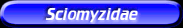 [Sciomyzidae]