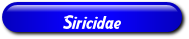 [Siricidae]