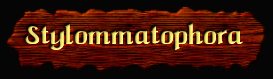 [Stylommatophora]