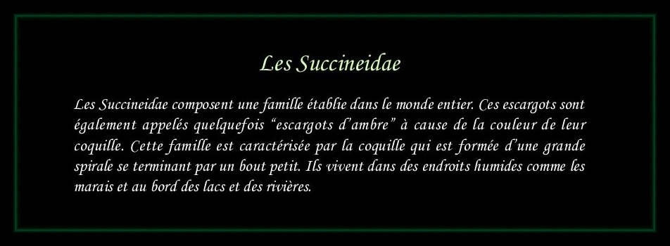 [Succineidae]